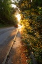 Autumn scenery of rural road in the deciduous forest on a foggy morning Royalty Free Stock Photo