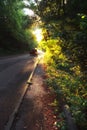 Autumn scenery of rural road in the deciduous forest on a foggy morning Royalty Free Stock Photo