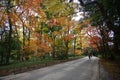 Autumn scenery showing a magnificent oak tree Royalty Free Stock Photo