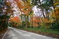 Autumn scenery showing a magnificent oak tree with colorful leaves in a park Royalty Free Stock Photo