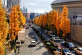Autumn scenery of a street by Tokyo Dome, with golden Ginkgo Gingko or Maidenhair trees lining up the roadsides and a Ferris W