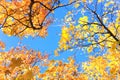 Autumn scenery with tops of maples with colorful foliage