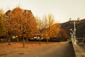 Autumn Scenery in a Town