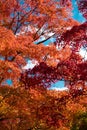 Autumn Scenery of Tsutenkyo Bridge in Tofukuji Temple