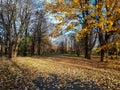 Autumn scenery. View of park autumn landscape on a sunny day. Park path and ground covered with fallen, yellow leaves and naked Royalty Free Stock Photo
