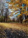 Autumn scenery. View of park autumn landscape on a sunny day. Park path and ground covered with fallen, yellow leaves and naked Royalty Free Stock Photo