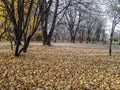 Autumn scenery. View of park autumn landscape on a sunny day. Park ground covered with fallen, yellow leaves and naked trees after Royalty Free Stock Photo