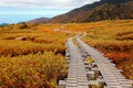 Autumn scenery of a wooden boardwalk winding through the grassy wetland of Midagahara Highland