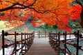 Autumn scenery of a wooden path under fiery maple trees by a lake in Koishikawa Korakuen Park Royalty Free Stock Photo