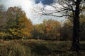 Autumn Scenic @ Dolly Sods Royalty Free Stock Photo