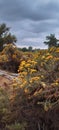 Autumn foliage near Lake in Fort Collins,Colorado