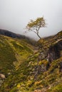 Autumn in Scottish Highlands with a single tree. Royalty Free Stock Photo