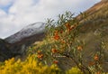 Autumn sea-buckthorn