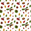 Autumn seamless pattern with acorns, chestnuts, hazelnuts, berries and colorful leaves isolated on white background. Hand drawn Royalty Free Stock Photo