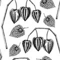 Autumn seamless pattern. Decorative plant sketch. Sketched physalis design. Hand-drawn botanical illustrations in vintage style. Royalty Free Stock Photo
