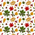 Autumn seamless pattern with leaves, acorns, nuts, berries isolated on white background. Hand drawn colored sketch vector Royalty Free Stock Photo