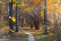 Autumn Season In Almaty Botanical Garden, Path Between Yellow Trees In A Wild Part Of The Park. Kazakhstan