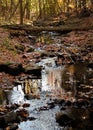 Rippling Water and Fabulous Fall Foliage on Stream in Forest Royalty Free Stock Photo