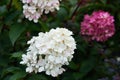 autumn. season. beautiful hydrangea flowers close-up. the flowering plant is white to dark pink in color Royalty Free Stock Photo