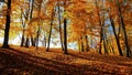 Autumn season with Beautiful romantic alley in a park