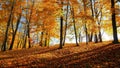 Autumn season with Beautiful romantic alley in a park