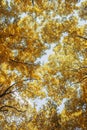 Autumn season big tree Royalty Free Stock Photo