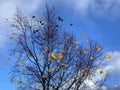 Autumn season birds fly on blue sky yellow leaves fall from branch of trees  nature background weather forecast Royalty Free Stock Photo