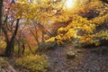 Autumn season at Bukhansan National Park