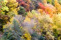 Autumn Leaves Changing Colors Southwestern Ontario Royalty Free Stock Photo