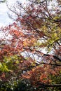 Autumn season colorful red and yellow maple leaf of garden from under the maple tree at Tianmen Mountain Royalty Free Stock Photo