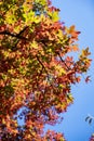 Autumn season colorful red and yellow maple leaf of garden from under the maple tree at Tianmen Mountain Royalty Free Stock Photo