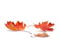 Autumn season concept, maple leaf isolated on white background Royalty Free Stock Photo