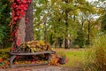 Autumn season day garden aesthetic park land zone with beautiful vibrant plants empty wooden bench Royalty Free Stock Photo