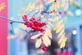 Autumn season. Fall harvest concept. Autumn rowan berries on branch. Amazing benefits of rowan berries. Rowan berries Royalty Free Stock Photo