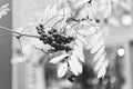 Autumn season. Fall harvest concept. Autumn rowan berries on branch. Amazing benefits of rowan berries. Rowan berries