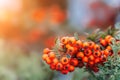 Autumn season. Fall harvest concept. Autumn rowan berries on branch. Red berries and leaves on branch close up. Branch of ripe Royalty Free Stock Photo