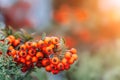 Autumn season. Fall harvest concept. Autumn rowan berries on branch. Red berries and leaves on branch close up. Branch Royalty Free Stock Photo