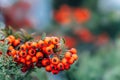 Autumn season. Fall harvest concept. Autumn rowan berries on branch. Red berries and leaves on branch close up. Branch Royalty Free Stock Photo