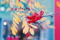 Autumn season. Fall harvest concept. Autumn rowan berries on branch. Amazing benefits of rowan berries. Rowan berries Royalty Free Stock Photo