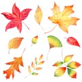 Autumn season forest foliage watercolor raster illustrations set Royalty Free Stock Photo