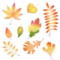 Autumn season forest leafage watercolor raster illustrations set