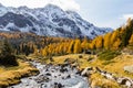 Autumn season with golden larche trees with brook into the Lake Viola