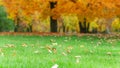 Autumn season, green lawn with fallen leaves.