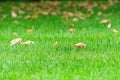 Autumn season, green lawn with fallen leaves.