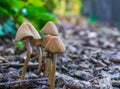 Autumn season group of white dunce cap mushrooms with bell shaped caps growing together in some wood chips