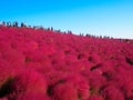 Red Kochia at Hitachi Seaside Park