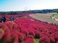 Red Kochia at Hitachi Seaside Park