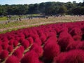 Red Kochia at Hitachi Seaside Park