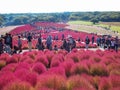 Red Kochia at Hitachi Seaside Park