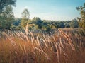 Autumn season landscape with foxtail reed swaying in the wind, picturesque countryside nature